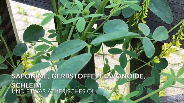 Steinklee                        MELILOTUS Officinalis