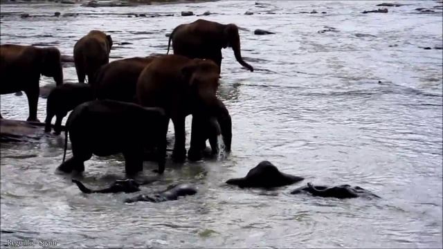 Bathing with the Baby Elephan смотреть онлайн