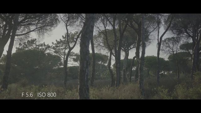 Panasonic GH4 V Log lite test смотреть онлайн