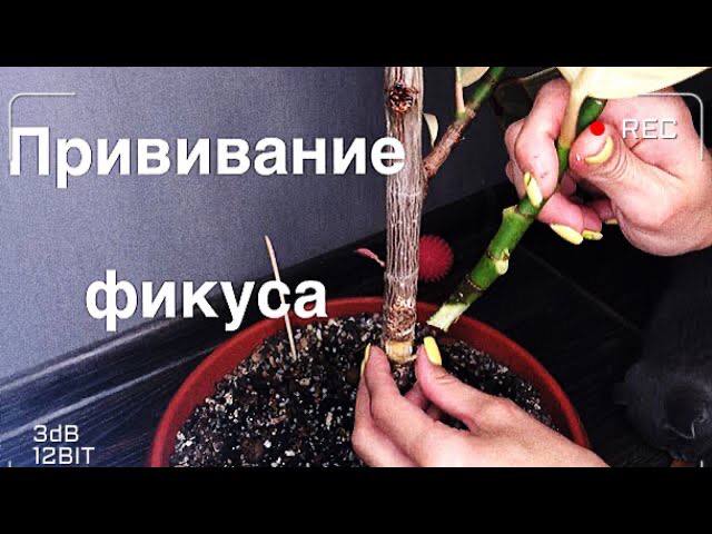 Прививка фикуса. Как привить фикус смотреть онлайн