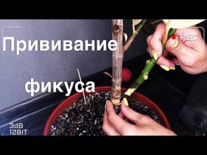 Прививка фикуса. Как привить фикус