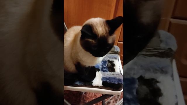 тайская кошка тусит))) на кухне