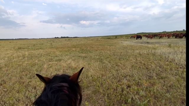 Жара. Колики. Кактус. Ожеребилась рыжая Германия. Клички для жеребят. смотреть онлайн
