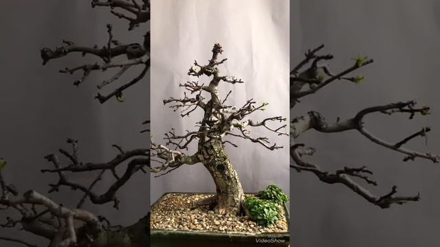 Crataegus monogyna bonsai 2018 autumn смотреть онлайн