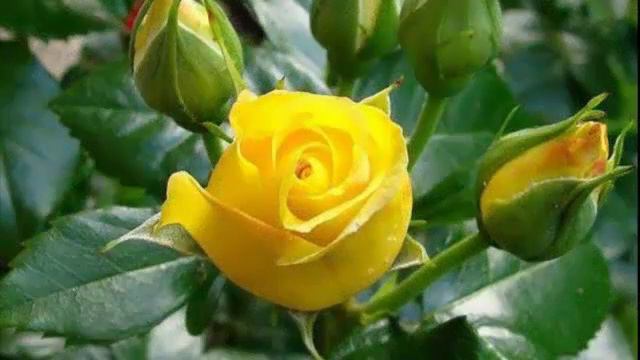 C 20 летним юбилеем! Трижды! смотреть онлайн