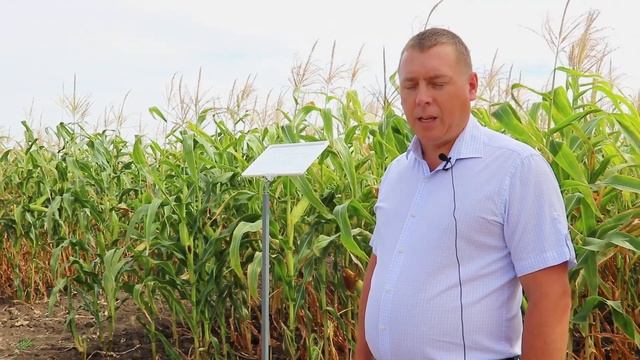 Защита корневой системы кукурузы смотреть онлайн