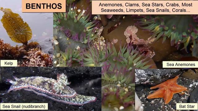 Nekton, Benthos, And Plankton