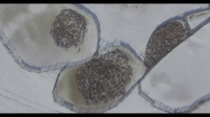 Кружение оленей (Swirling Reindeer). Андрей Головнёв (Andrei Golovnev)