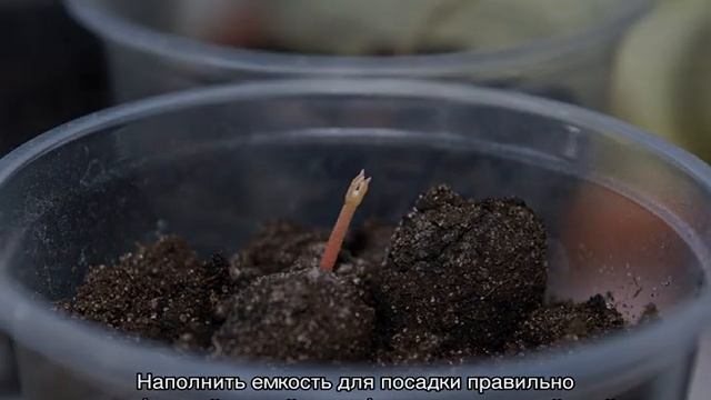 Личи из косточки в домашних условиях — выращивание и уход смотреть онлайн