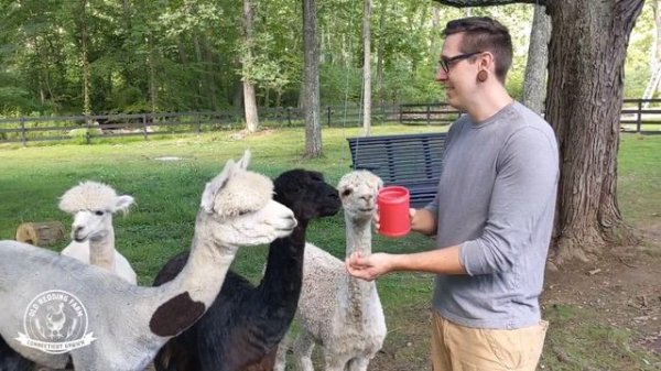 7 Things You NEED To Get Started with ALPACAS | Beginner Alpaca Owners