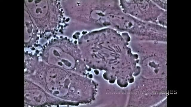 Mitosis in an animal cell Under the Microscope смотреть онлайн