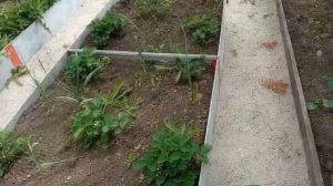 Как сделать грядки из плоского шифера DIY