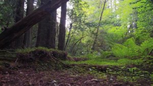 Nature Full HD Video 1920x1080