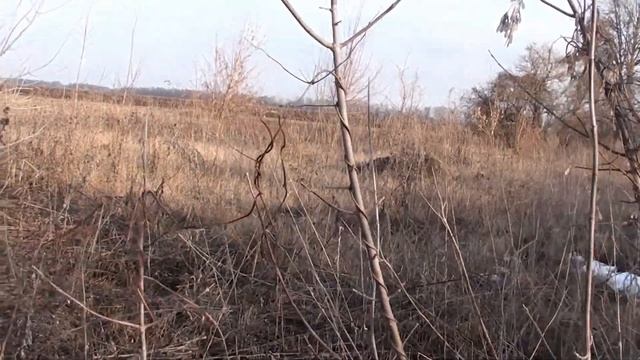 Смена американского клёна на грецкий орех. смотреть онлайн