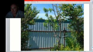 36 ч 02 Персики Минусинские какие они