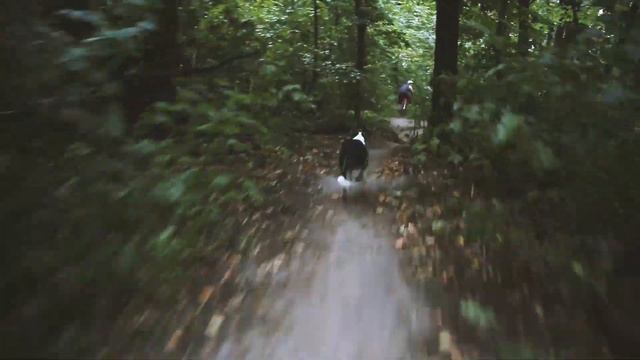 Личное видео пса