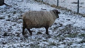 Признаки охоты у овцы