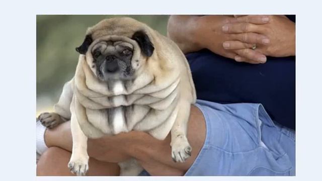 топ 5 самых невероятных животных смотреть онлайн