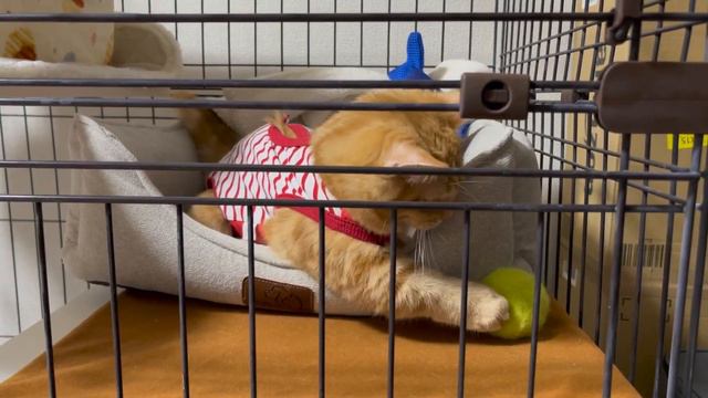 Kitten comes up with a new ball game to play with inside the cage смотреть онлайн