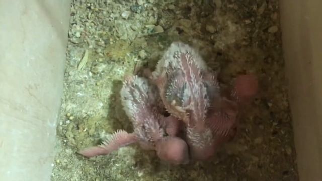 Вторая кладка у Чехов: какие изменения сейчас...