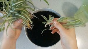 КАК ПОСАДИТЬ ХЛОРОФИТУМ В ДОМАШНИХ УСЛОВИЯХ