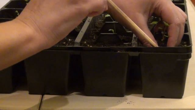 DIY: КАК ПОСАДИТЬ Землянику (клубнику) ремонтантную, пикировка, нужна ли стратификация, смотреть онлайн