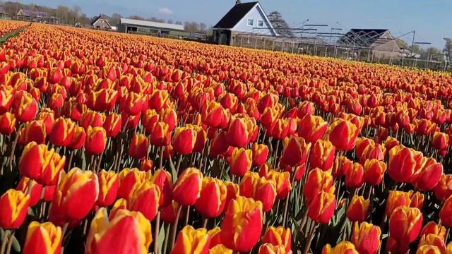 #Тюльпановые #поля #Голландии смотреть онлайн