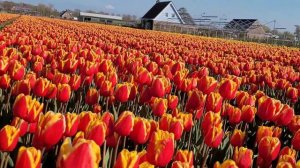 #Тюльпановые #поля #Голландии