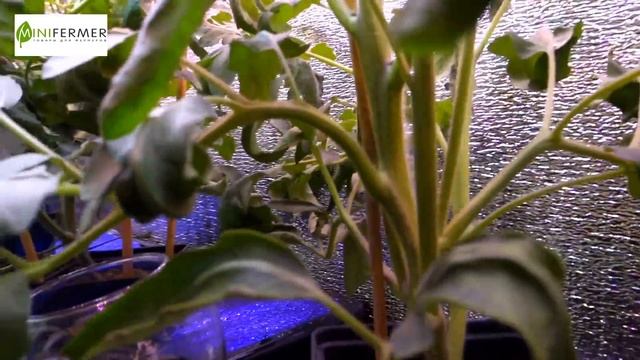 Занимательная гидропоника. Томаты часть 3. смотреть онлайн