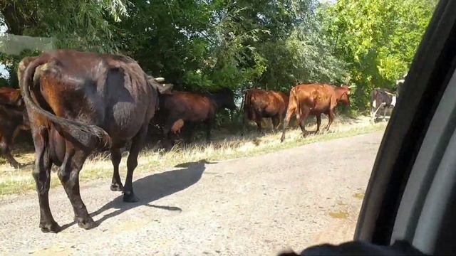 Ягдтерьер Рэм и стадо коров на пути смотреть онлайн