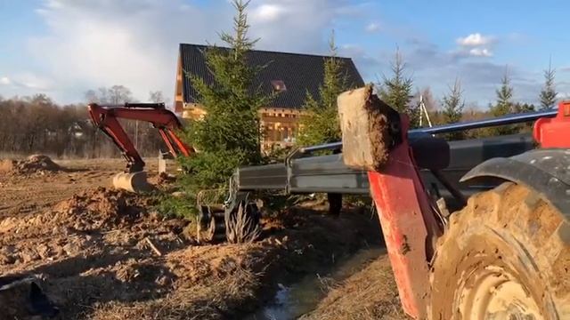 Как русские ёлки пересаживают!!! смотреть онлайн