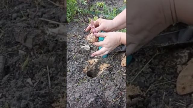 Посадка лилии экзотического цвета смотреть онлайн