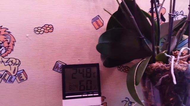 Орхидея Бронзовый Будда. Особенности сорта. Декабрь 2021 год. смотреть онлайн