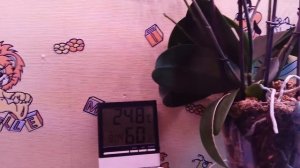 Орхидея Бронзовый Будда. Особенности сорта. Декабрь 2021 год.