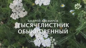 Тысячелистник обыкновенный, Алефиров А.Н.