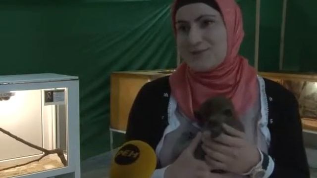 Парад обезьян и пауки гиганты, Шуайб смотреть онлайн