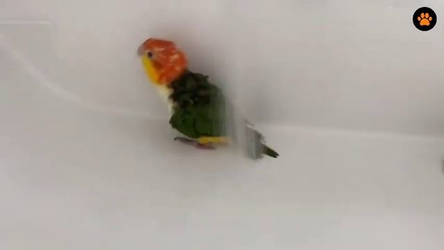White Bellied Caique Parrot Talking & Playing | Cute Parrots | Funny Parrots