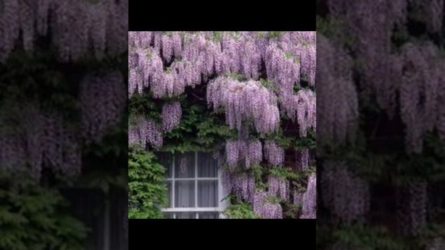 Ошибки начинающего садовода- Хочу Все и Сразу!!! смотреть онлайн