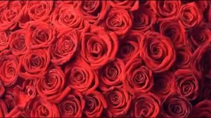 Миллион Алых Роз (на японском) - Bony Jacks