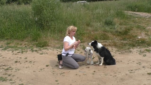 КОМАНДА "ФУ" Как научить собаку НЕ ПОДБИРАТЬ ЕДУ С ЗЕМЛИ/Дрессировка собак смотреть онлайн