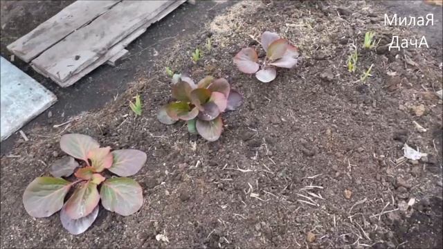 На даче | Первоцветы и первые всходы | Климат контроль в теплице смотреть онлайн