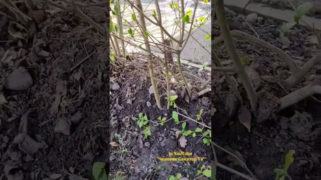 Как сделать живую изгородь более ГУСТОЙ и ПЛОТНОЙ? БЕСПЛАТНО смотреть онлайн