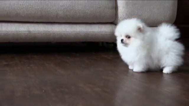 Белый мини померанский шпиц в медвежьем типе. White puppy Pomeranian. смотреть онлайн