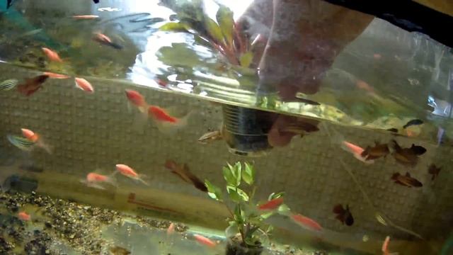 НЕВЕРОЯТНЫЙ ЭКСПЕРИМЕНТ!!! РАСТЕНИЯ С ТЕПЛИЦЫ В АКВАРИУМЕ!!! смотреть онлайн