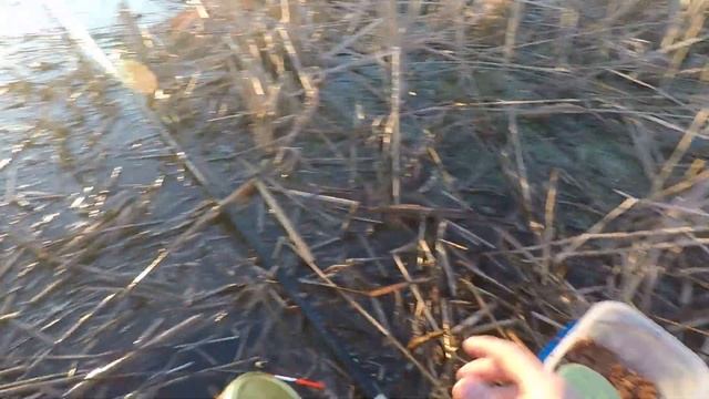 ДОБРОТНЫЙ КАРАСЬ В КАМЫШЕ | РЫБАЛКА НА ПОПЛАВОК В ЗАЛИВЕ,РЕКА ВОЛГА. смотреть онлайн