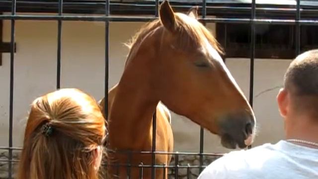 Погладили лошадку. Замедленное. Horse. Slow motion. смотреть онлайн