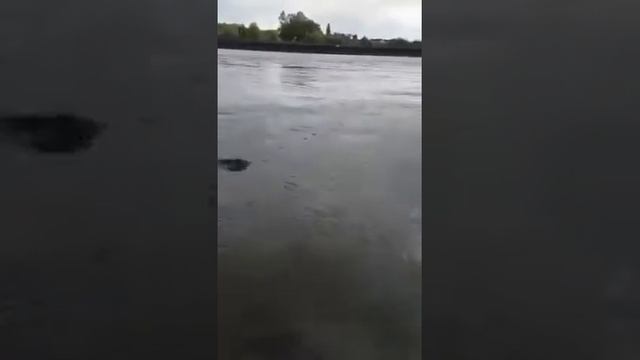 Удачный клев сом смотреть онлайн