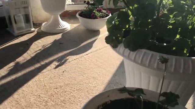 Готовлю вазоны пеларгоний (герани )для сада смотреть онлайн