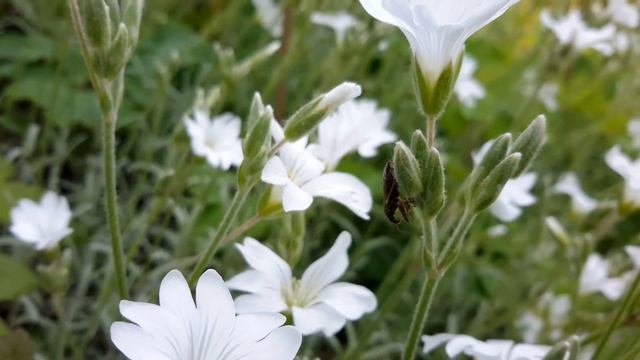 銳眼看世界－－Cerastium tomentosum 絨毛卷耳 смотреть онлайн