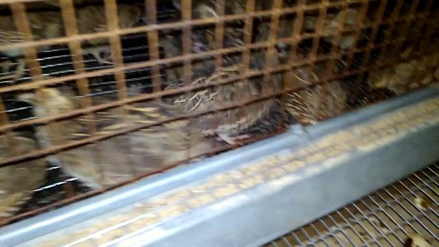 Перепела для себя! Выгодно или нет? смотреть онлайн